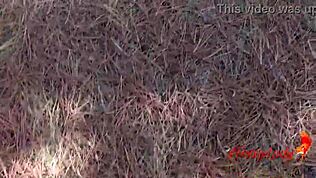 Me encontré con un tío al azar en el bosque y le hice una mamada desastrosa hasta que me corrió en la cara