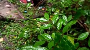 มะโชปล่อยตัวในปาร์ตี้ป่าด้วยหีแตกดุเดือดทุกรู