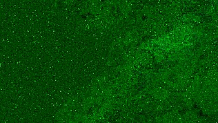 Est-ce que cette petite chatte 18+ te taquine avec son humidité ?