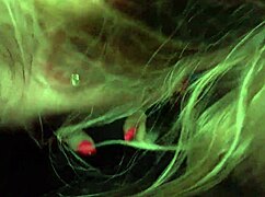 Sloppy blowjob and handjob action