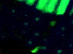 third part of yorgelis kent and erika schwarzenberg video