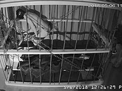 I felt trapped watching cagecam's raw, unedited bondage feed from the cage.
