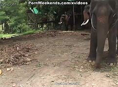 blowjob given as punishment during holiday