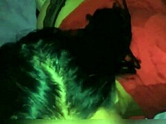 Hisapan batang amatur paling hebat yang pernah nampak?