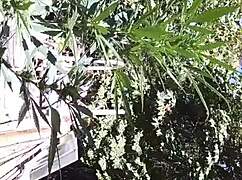 Hot suck and fuck in 420 patch.