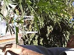 Hot suck and fuck in 420 patch.