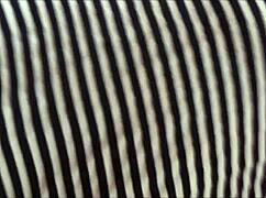 Pregnant Latina Upskirt