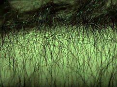 louivmane hairy gay bear body tour compilation