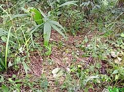 I Got Him in Bed to Taste My Fat Ebony Hot Pussy