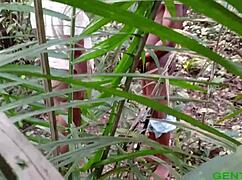 I Got Him in Bed to Taste My Fat Ebony Hot Pussy