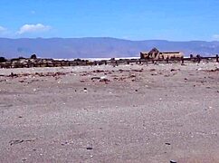 Imagine dogging with a tattooed stranger on the beach bareback.