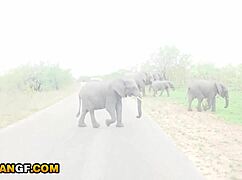 18+ Ebony teen spielt mit Satisfier und macht weißen Freund glücklich