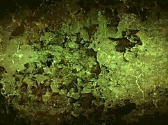 Vintage Lesbian Threesome Erotic Confessions