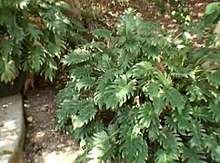 lisa ann takes on shorty macs massive black dick