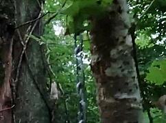 this 2024 forest scene shows a milf bound as a ponygirl slave