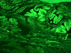 bdsm submissive gets anal penetration from sex machine