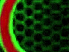 Maggie Green licks curvy milf's wet pussy!