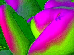 Bbw Girlfriend Engages in Steamy Foot Sex Play