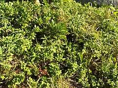 did barbara alves suck on beach trail?