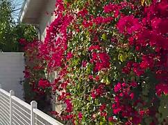 The Free Sfw Version of My First Ever Pornlog