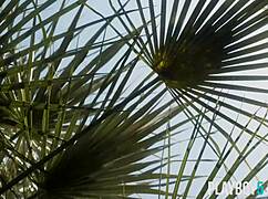 Arab Milf Babe Leighla Habib Shows Off Petite Body