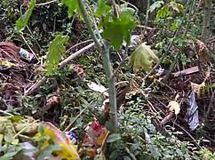 Patricinha CLIMBS hill CRAZY HORNY for PUSSY