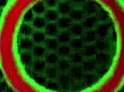 london river stars in cougar passion show with british themes