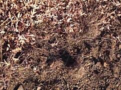 يا راجل مش قادر أكتفي من مص طيز العاهرة الحمراء الساخنة 18+ الكبيرة