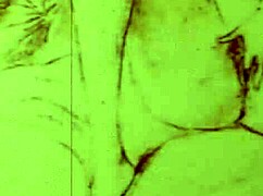 Vintage erotiske tegninger: En samling af retro vintage antik kunst med erotiske og hårede temaer