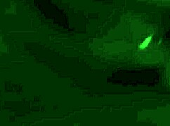 que exquisitez de oral que me acaban de dar esta chilena