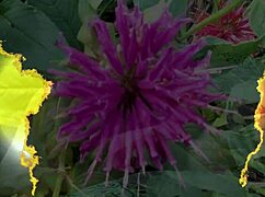 ست ناضجة تستمتع بلحظة منزلية مع شريكها