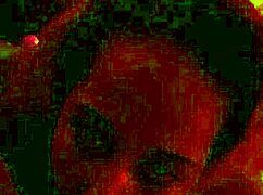 My little step-sister sucks on a lollipop like a skilled expert for a facial treatment