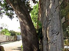 Intense Outdoor Fucking Brings Explosive Orgasm And Cumshot