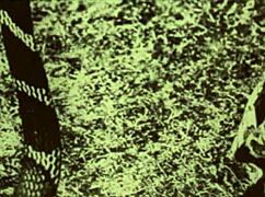 dark lantern entertainment presents beauty and the beast