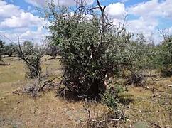 Savannah Vixen Outdoors