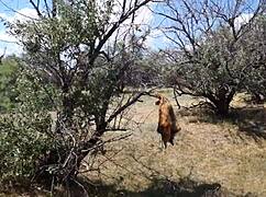 Savannah Vixen Outdoors