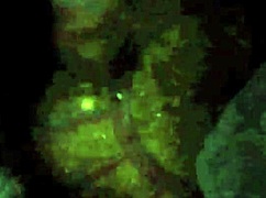 i love vintage erotic art from antique cartoons