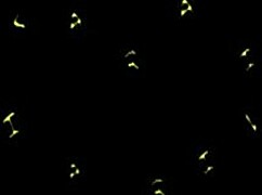 Malia's lips finally lock on his thick tube steak for a deep suck