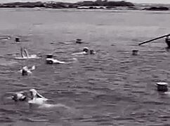 secret vintage mermaids reveal hairy pussies and natural tits in retro fantasy