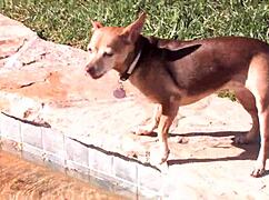 what's vanessa cage hiding backstage? blonde pornstar teases ass pussy tits