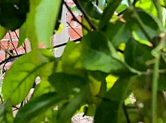 damn, almost got caught sucking my hot cousin-in-law's cock on hidden cam