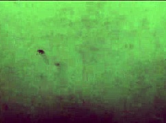 bbw fat ass takes night deep anal cock stretch