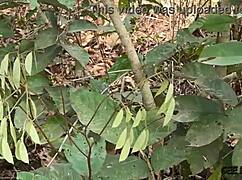 baba rides huge cock cowgirl with saggy tits bouncing