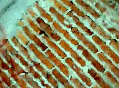 exhibitionist slut bends over begging for rough anal pounding now!