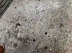 walking collared brazilian hotties through sao paulo streets 😏🔥