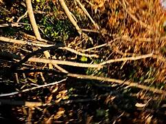 Petite teen pulls panties up after public park creampie doggystyle