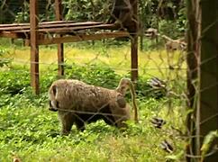 i cant believe this ebony wife gets fucked by her colleague right in front of hubby then he takes hubby too