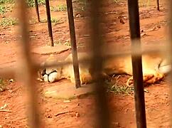 i cant believe this ebony wife gets fucked by her colleague right in front of hubby then he takes hubby too