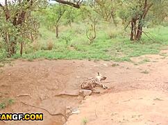 Sexy Ebony Girlfriend's Big Ass Pounded Hard by BWC in Amateur Doggystyle