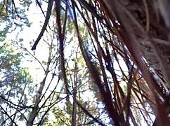 ever caught a sexy solo clitlicker flashing wet pussy orgasm in forest update?